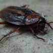 cockroach-70295_1280