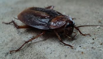 cockroach-70295_1280
