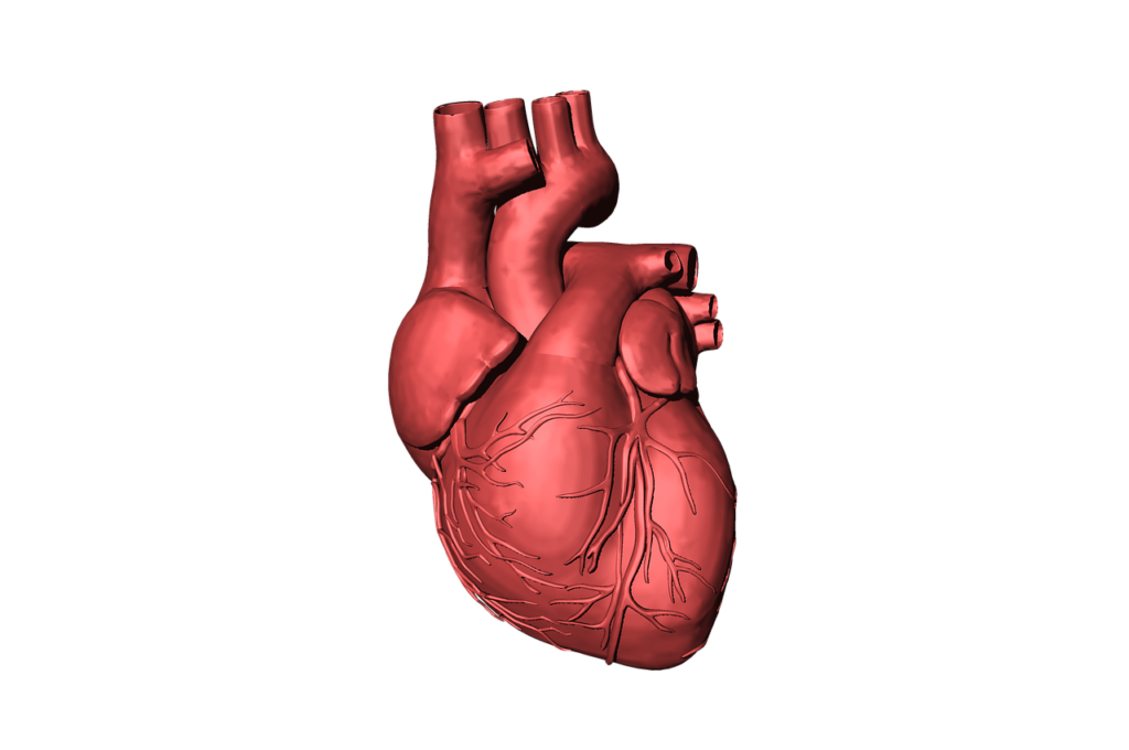 Srdce (Zdroj:https://pixabay.com/en/heart-blood-organ-human-beat-life-1765298/)
